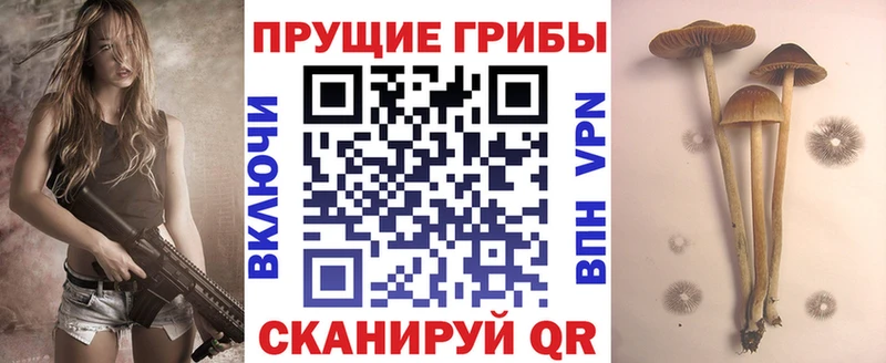 цена   Тара  Галлюциногенные грибы прущие грибы 