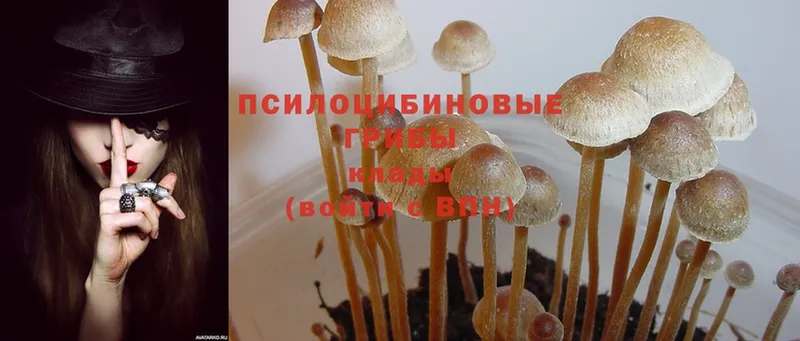 закладка  Тара  МЕГА ONION  Псилоцибиновые грибы Psilocybine cubensis 